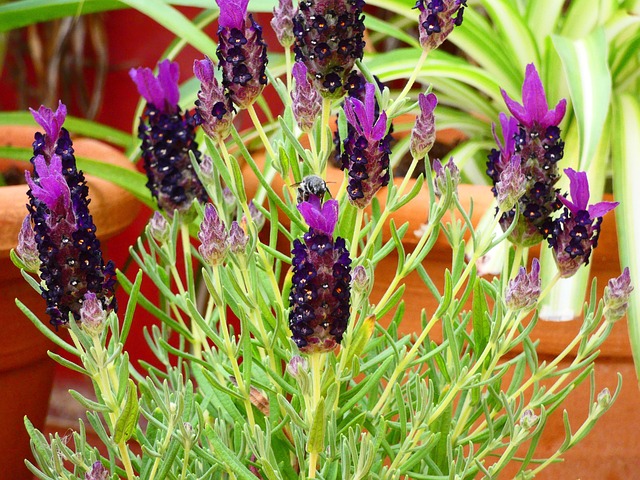 Free Bee Garden photo and picture