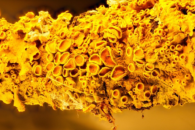 Free Lichen Branch photo and picture