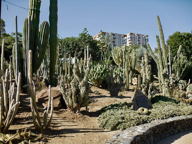 Cactus Building Plant Benalmadena - Free photo on Pixabay - Pixabay
