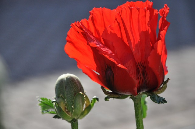 Free Orange Corn Poppy photo and picture