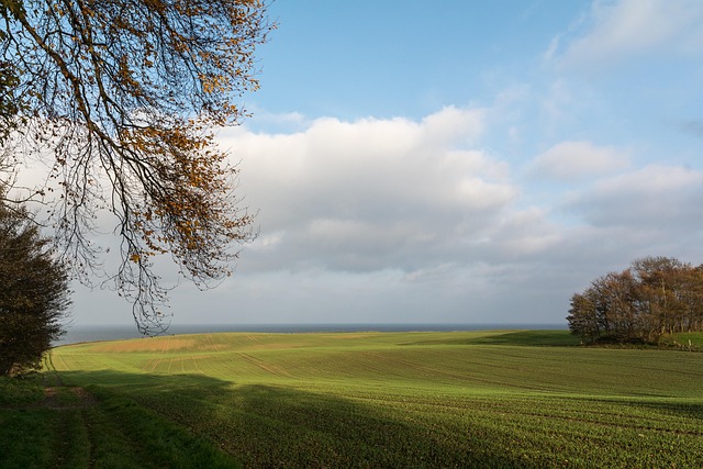 Free Tree Heaven photo and picture