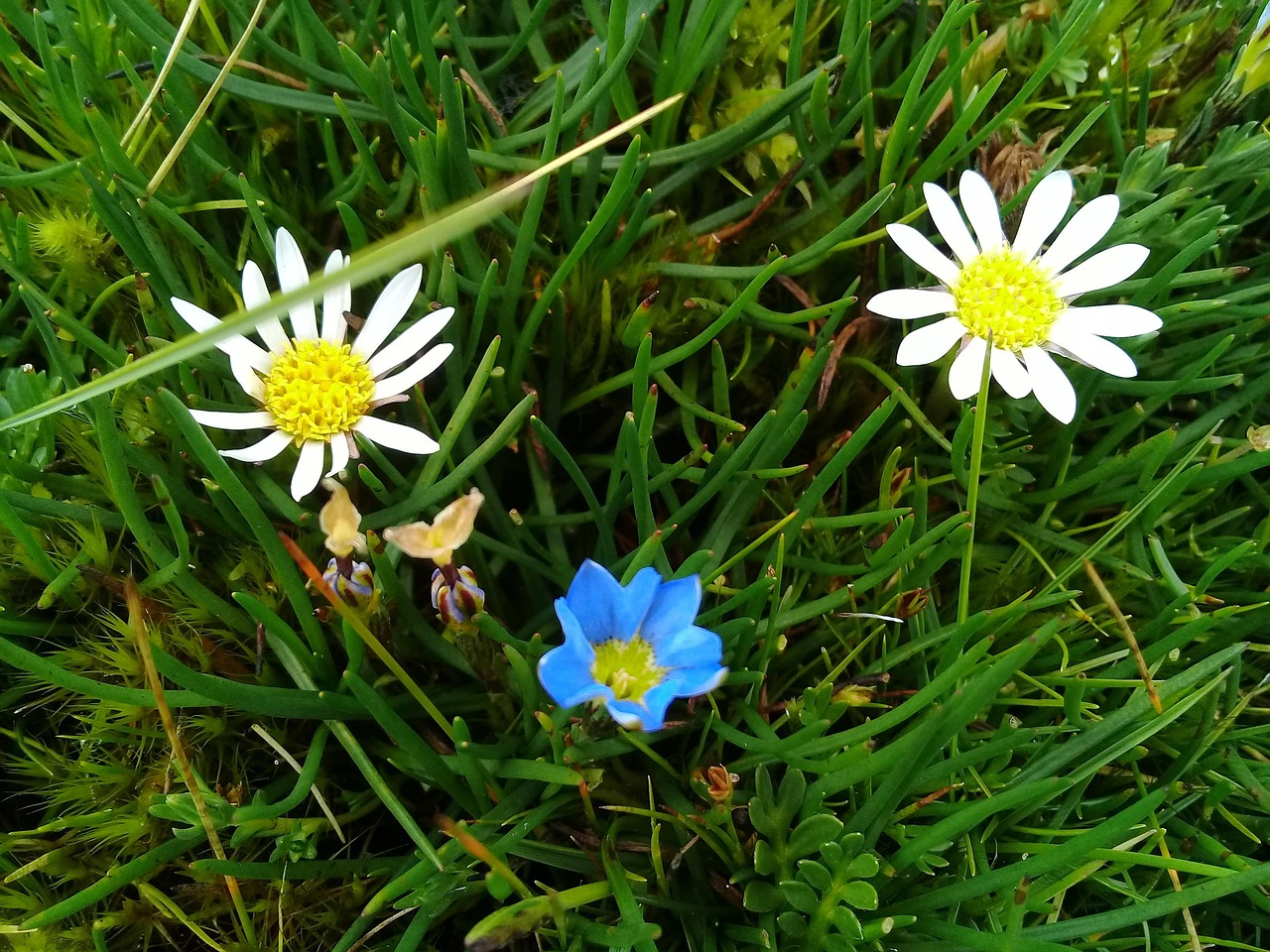 Flores Campo Foto gratis en Pixabay