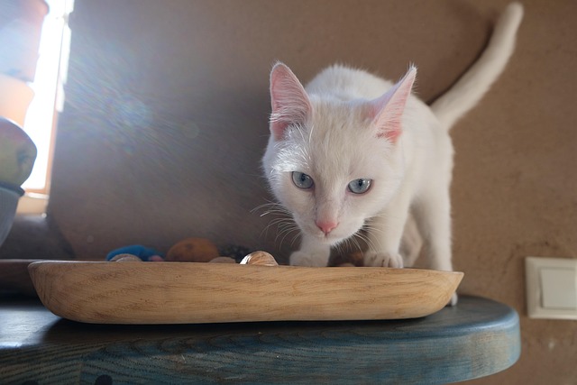 Free Cat White photo and picture