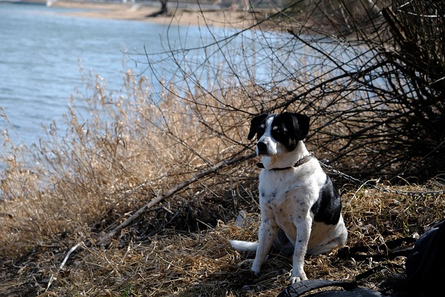 Free Dog White And Black photo and picture