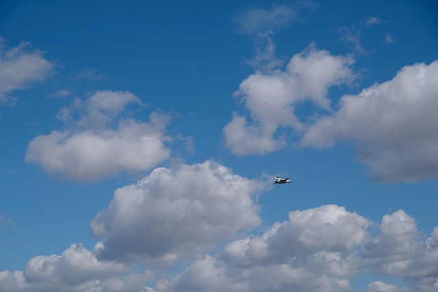Free Sky Bird photo and picture
