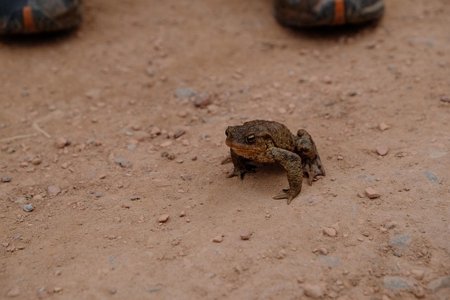 Free Nature Frog photo and picture