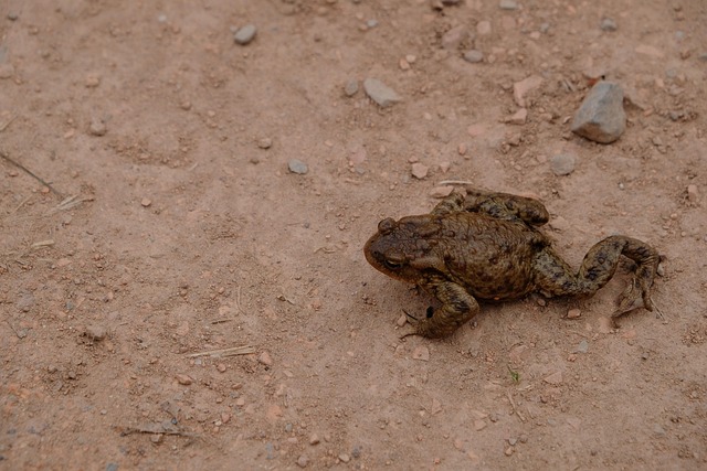 Free Nature Frog photo and picture