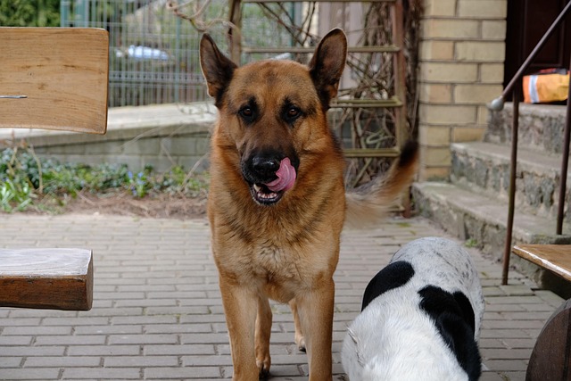 Free Dog Hungry photo and picture
