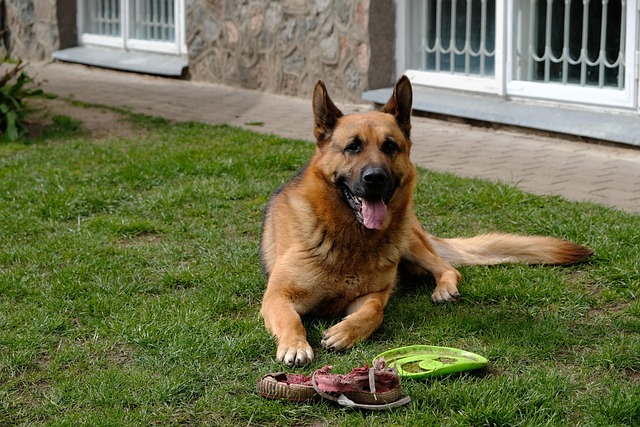 Free Dog Pet photo and picture