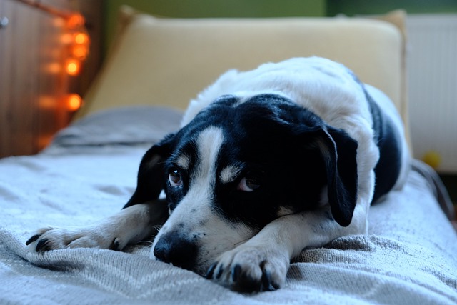 Free Dog Pet photo and picture