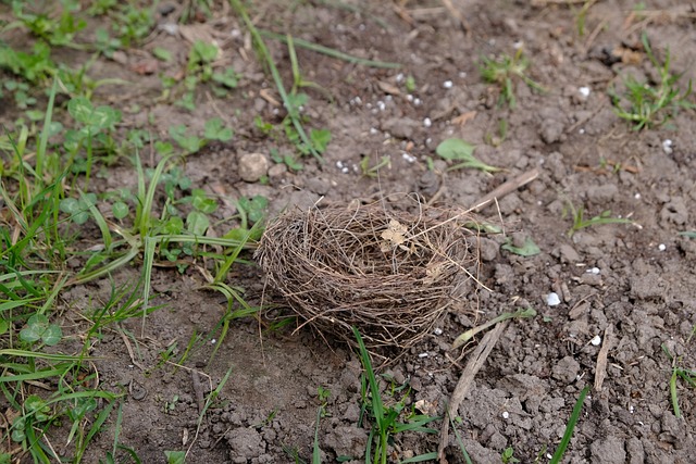 Free Bird Nest photo and picture