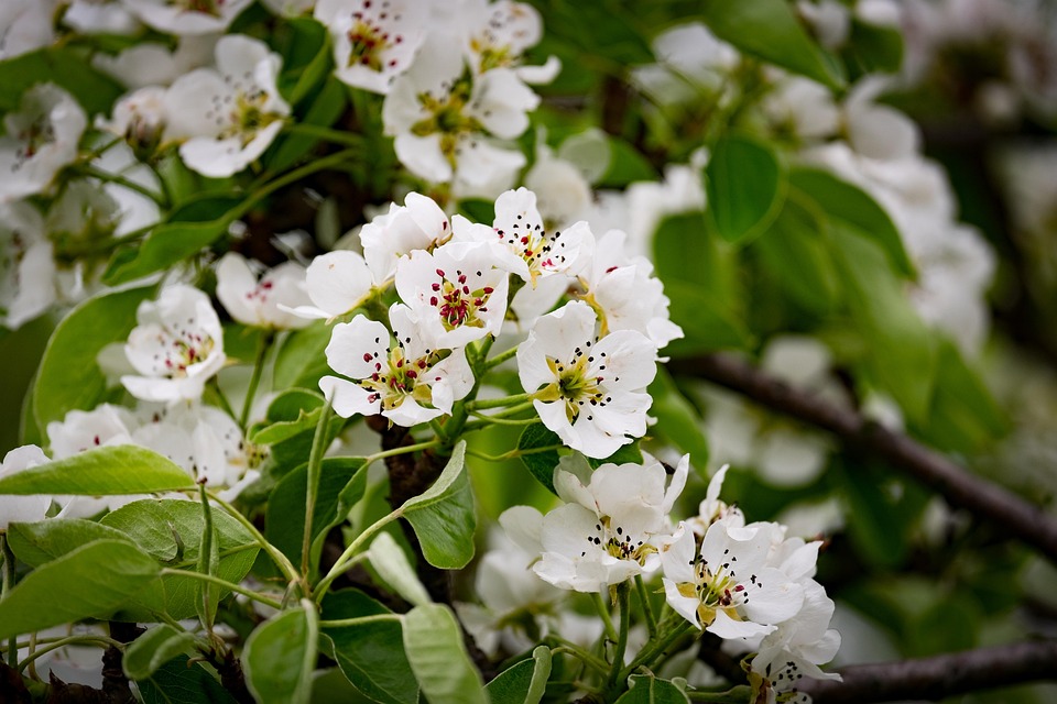 花 梨树 春天 - Pixabay上的免费照片 - Pixabay