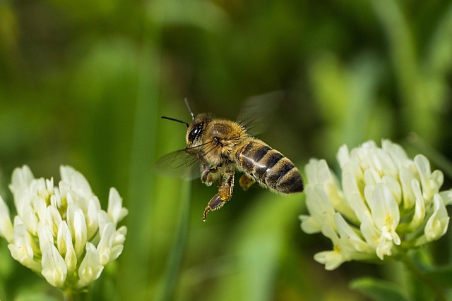 Bij, Macro, Beestje, Natuur, Dier