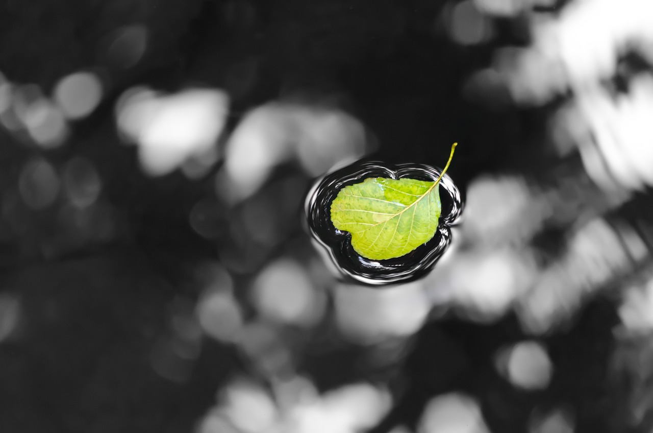 Fall Leaf Autumn Leaves - Free photo on Pixabay