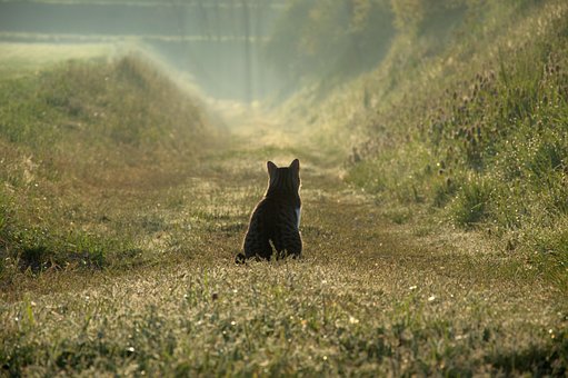 Gato, Nevoeiro, Natureza