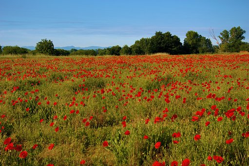 Papoulas, Campo, Natureza, Primavera