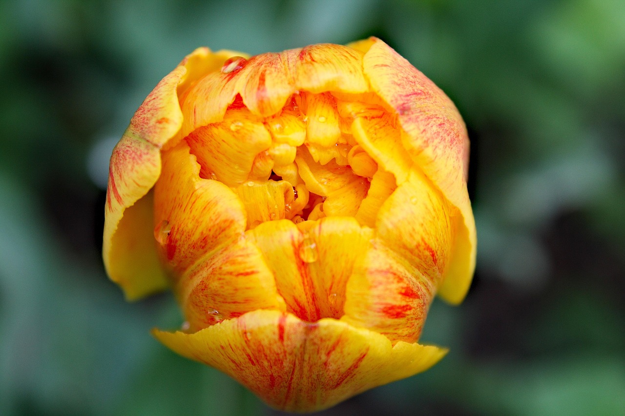 Plus de 2 000 images de top 10 beautiful flowers et de flowers pixabay
