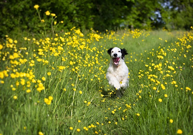 Free Puppy Spaniel photo and picture