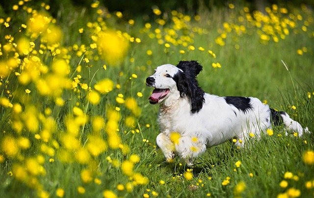Free Puppy Spaniel photo and picture