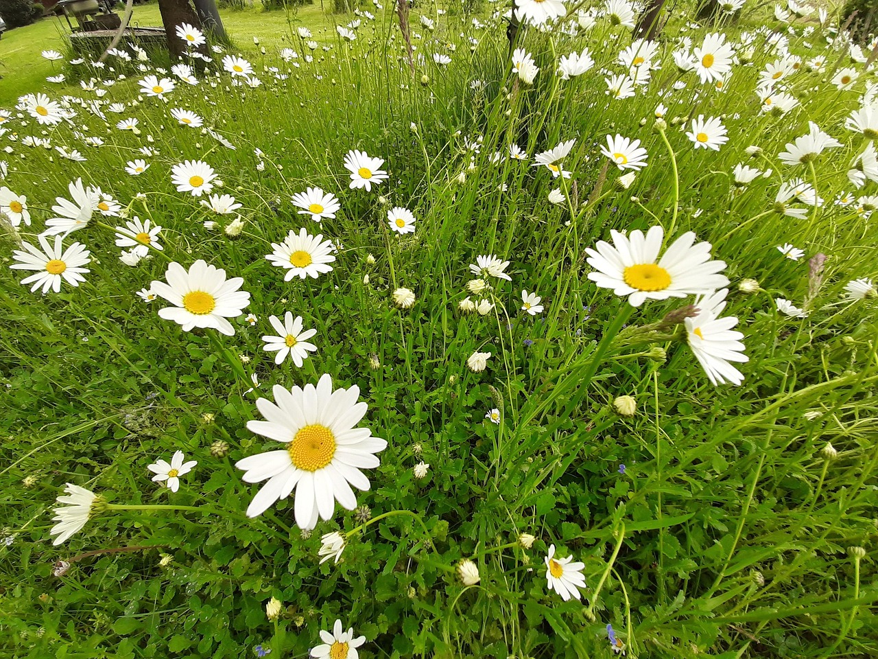 tusindfryd-hvid-blomster-gratis-foto-p-pixabay