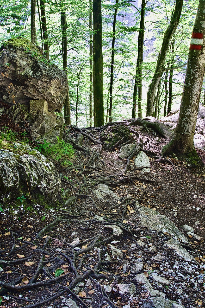 Forêt Les Racines Des Arbres - Photo gratuite sur Pixabay - Pixabay