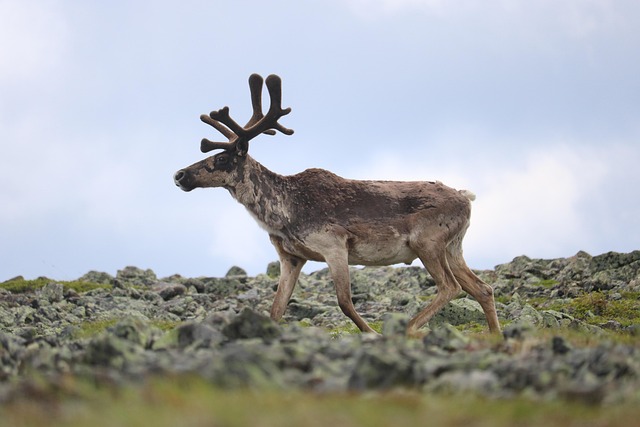 canada, travel, america, caribou, savage, rare animals, rennes, mammals, horns, species, head, caribou, caribou, caribou, caribou, caribou