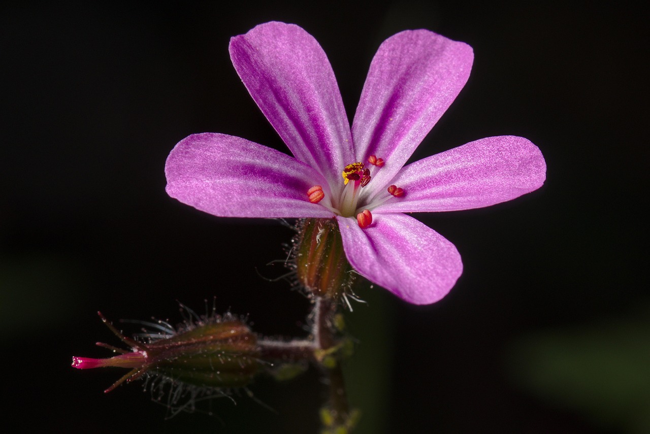 Plus de 2 000 photos gratuites de Geranium et de Géranium - Pixabay