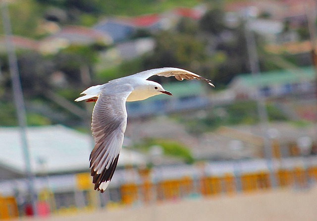 Free Bird Seagull photo and picture