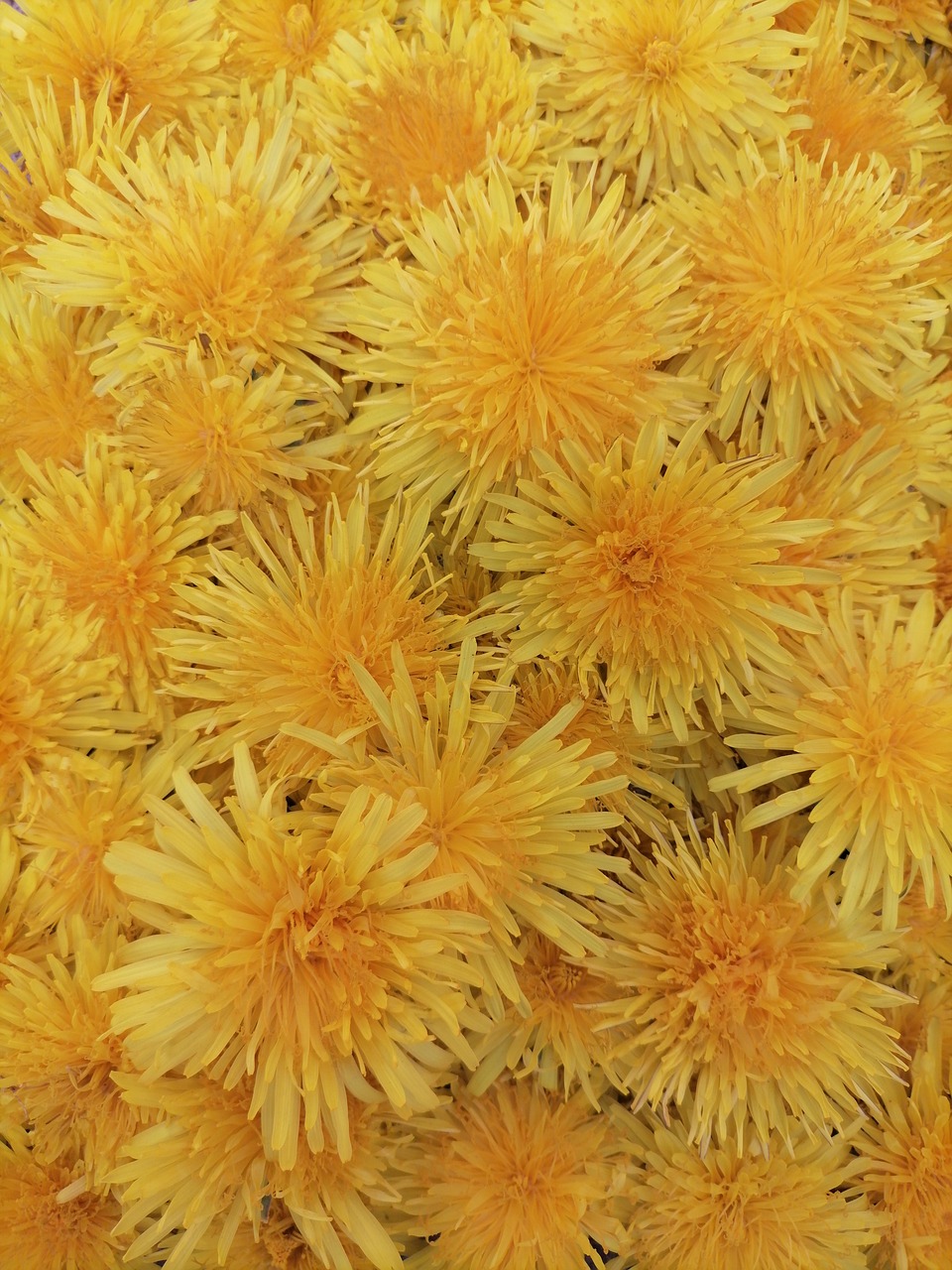 Fondo Amarillo Colores Foto gratis en