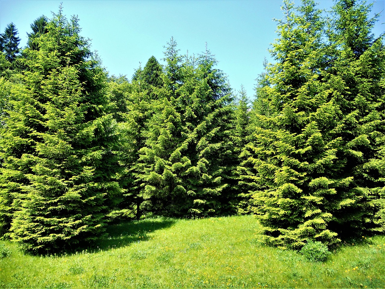 pinegreens