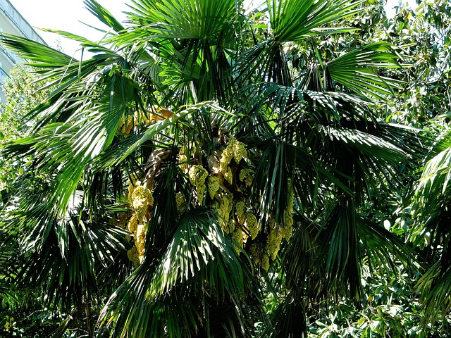Free Tree Palm photo and picture