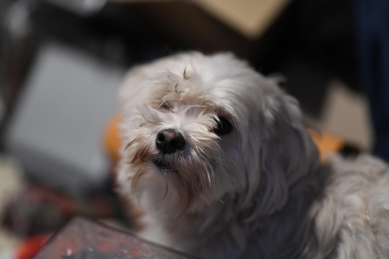 dog-5150333_1280.jpg