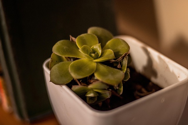 Plantaardige, Bloempot, Cactus, Sappig