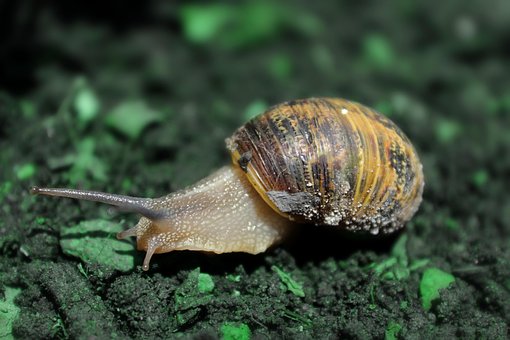 Caracol, Animais, Caramujos