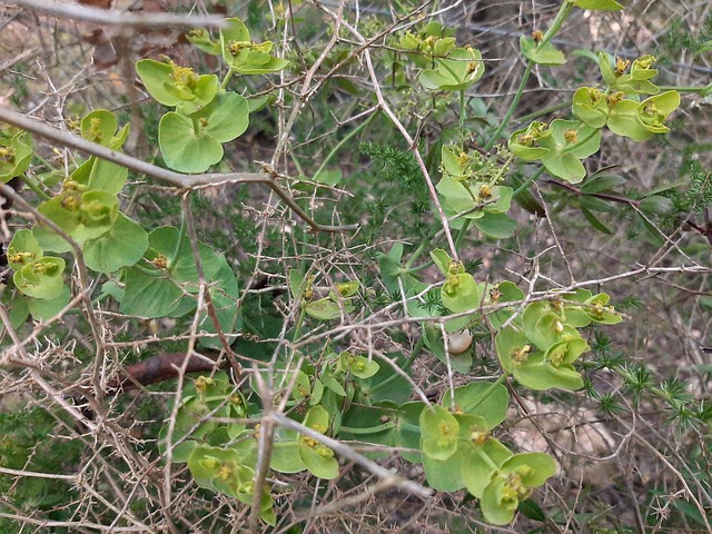 Free Leaves Green photo and picture