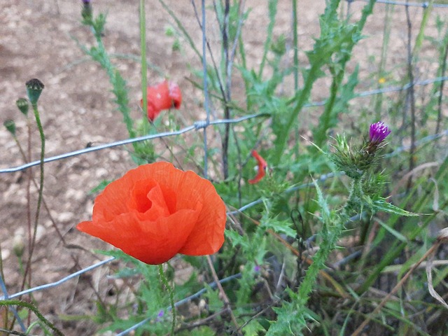 Free Flower Red photo and picture