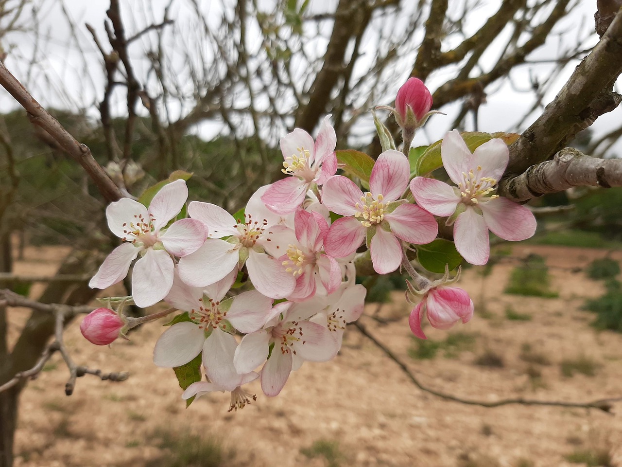 Apple Tree Nature - Free photo on Pixabay