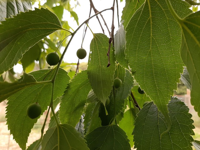 Free Hackberry Tree photo and picture