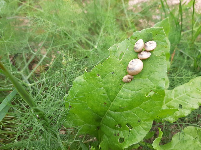 Free Snails Green photo and picture