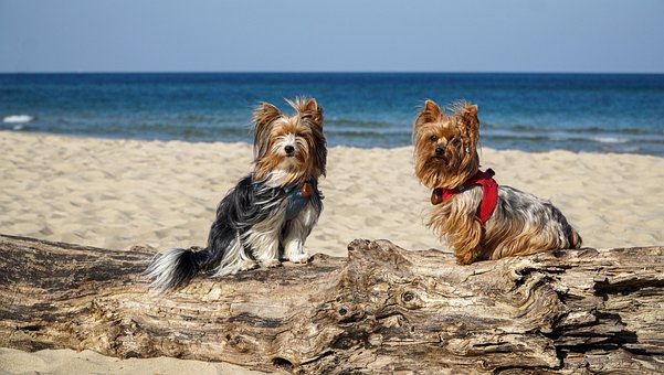 yorkie exercise