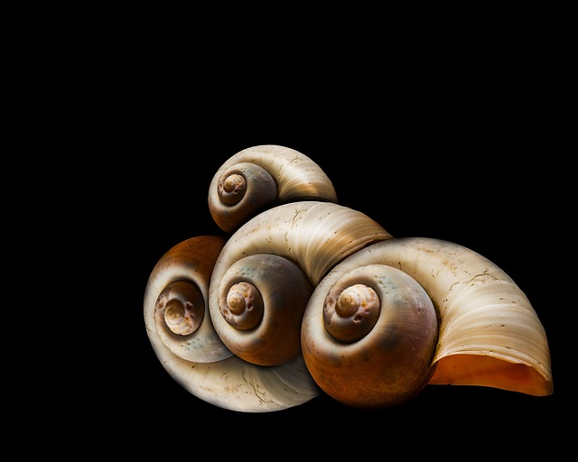 Snails Molluscs Seashells Natural Free photo on Pixabay Pixabay