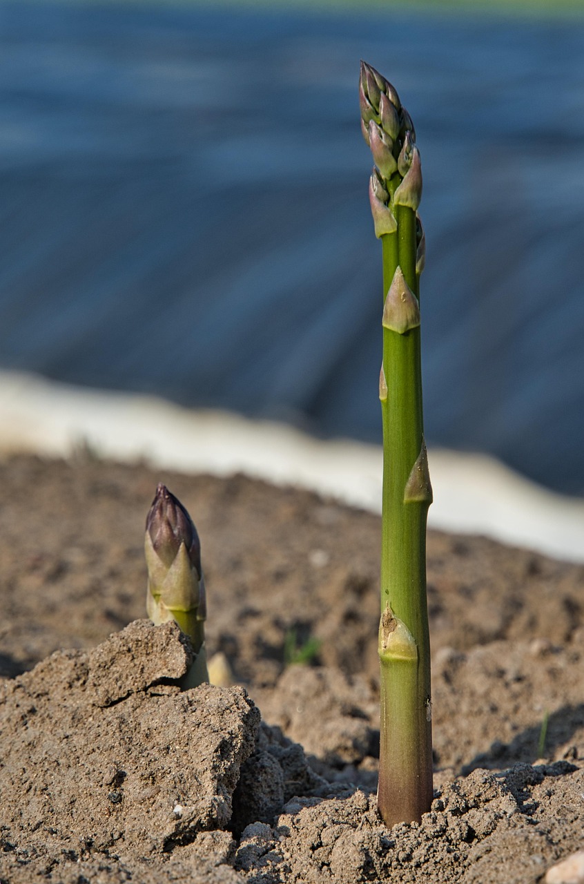 asparagus field images