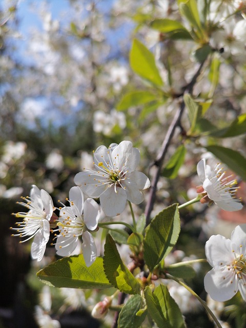 Blühender Garten Apfelblüte Kirsch - Kostenloses Foto auf Pixabay Blühender Garten Apfelblüte Kirsch - Kostenloses Foto auf Pixabay