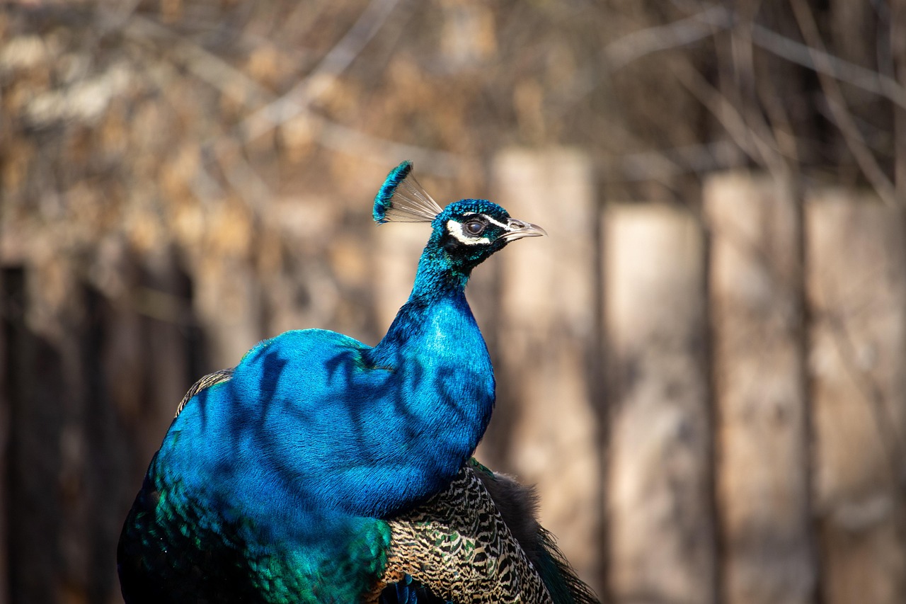 Peacock - free online jigsaw puzzle photo
