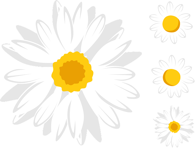 Free daisy flower nature illustration