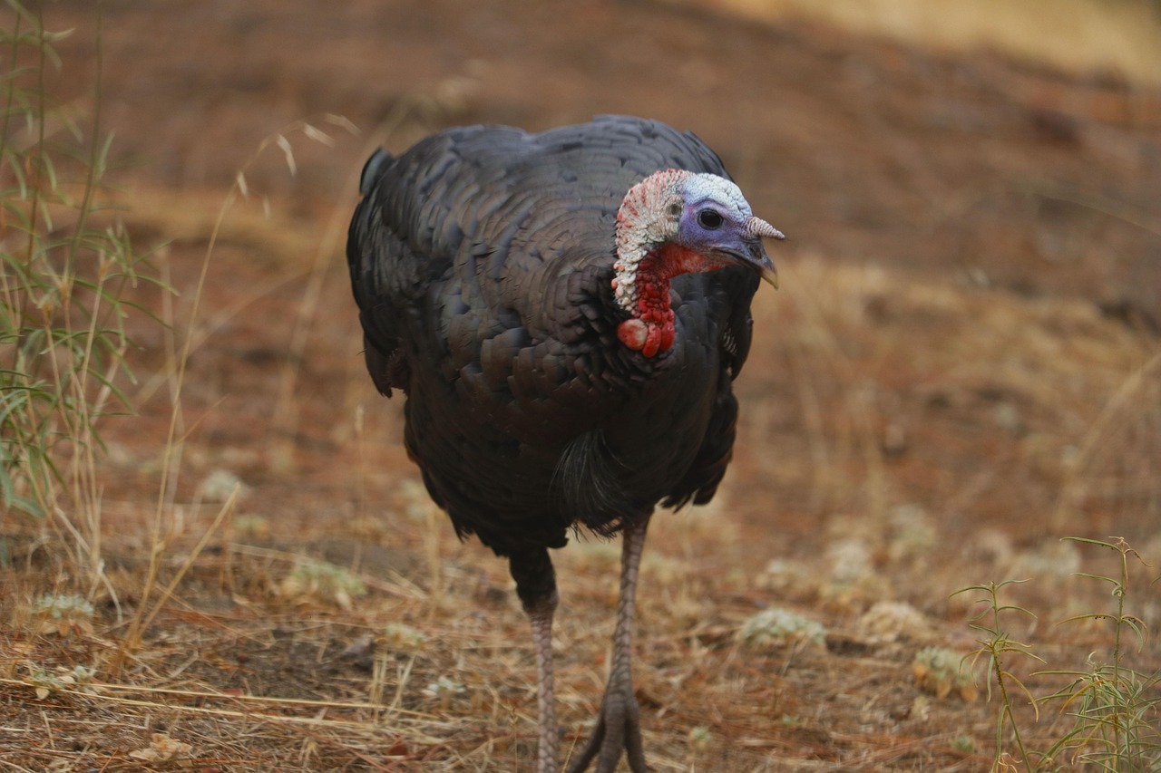 Turkey Tom Bird Free photo on Pixabay Pixabay