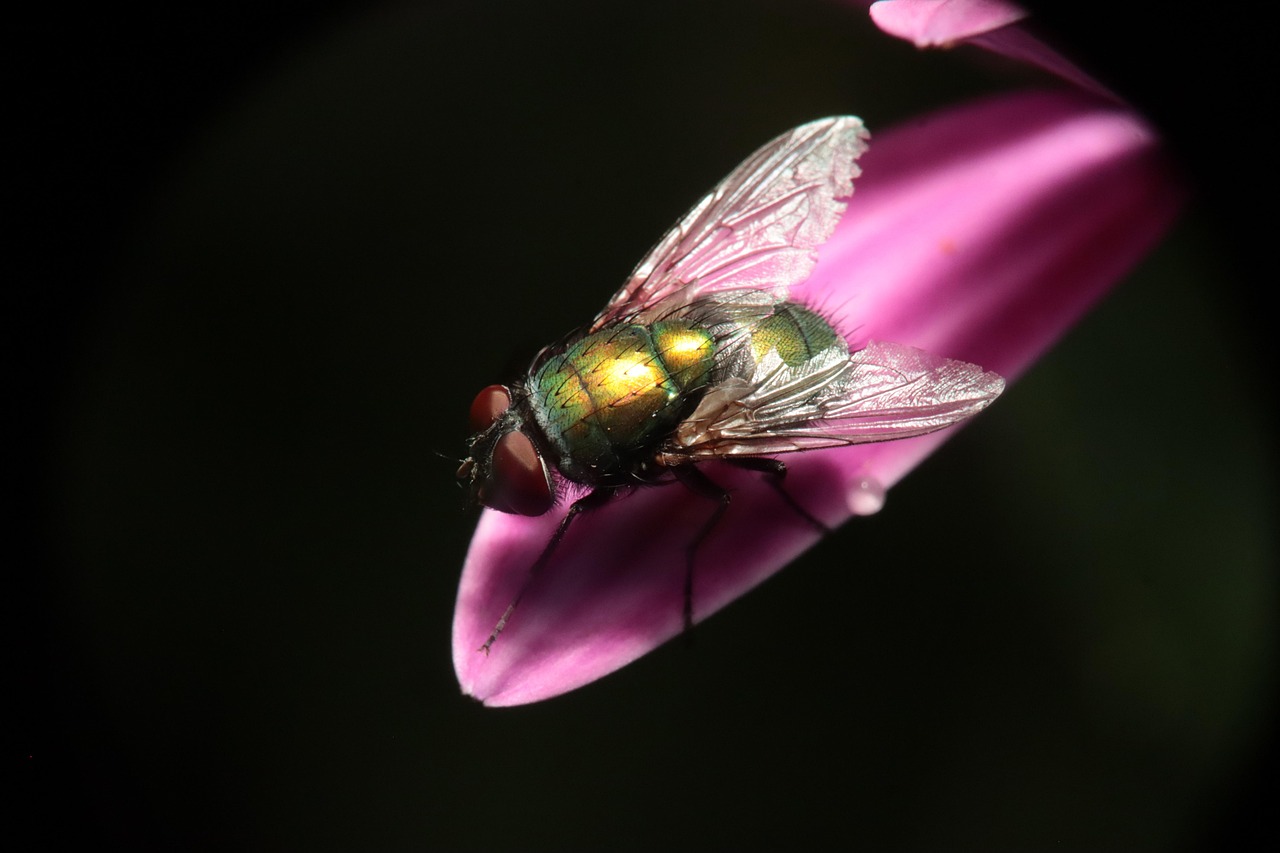 Flying Insect Hd Insect Fly Lucilia - Free photo on Pixabay - Pixabay