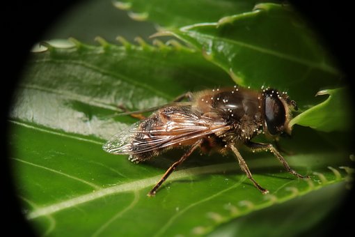 Free Insect Yard photo and picture