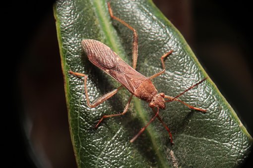 Free Insect Nature photo and picture