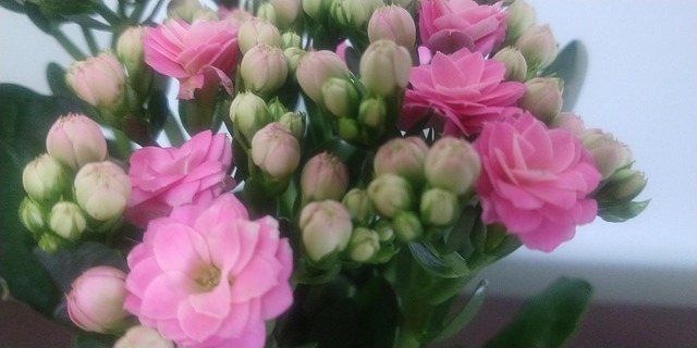 Blomster, Blomst, Forår, Hippie, Natur